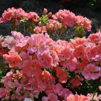 Pelargonium x hortorum 'Summer Idols Pink'