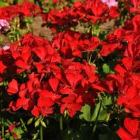 Pelargonium x hortorum 'Dixieland Deep Red'