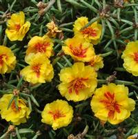 Portulaca grandiflora 'Sun Daze Yellow'