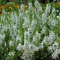 Angelonia angustifolia 'Sungelonia White'