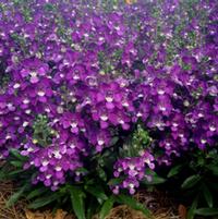 Angelonia angustifolia 'Alonia Big Violet'