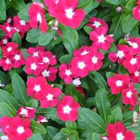 Catharanthus roseus 'SunStorm Red Halo'
