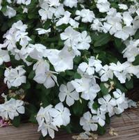 Catharanthus roseus 'Cora White'
