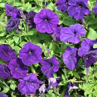Petunia hybrida 'Success Blue'