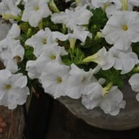 Petunia grandiflora 'Duvet White'