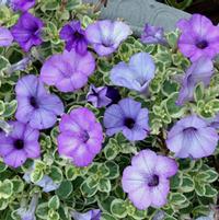 Petunia hybrida 'Glamouflage Blueberry'
