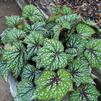 Begonia 'Jurassic Green Streak'