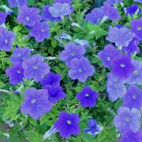 Petunia hybrida 'Surprise Blue Sky'