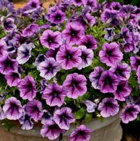 Petunia hybrida 'Purple Vein Ray'