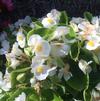Begonia semperflorens 'Bada Bing® White Improved'