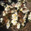 Begonia semperflorens 'Bada Boom® White Improved'