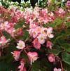 Begonia x hybrida 'Braveheart® Rose Bicolor'