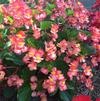 Begonia x hybrida 'BabyWing® Bicolor'