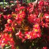 Begonia x hybrida 'BabyWing® Red'