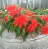 Begonia 'Fiery Orange'