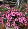 Calibrachoa x hybrida 'Hula Soft Pink'