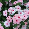 Catharanthus roseus 'Cora® Apricot Improved'
