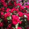 Catharanthus roseus 'Cora® Red'