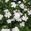 Catharanthus roseus 'Cora® White'
