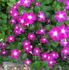 Catharanthus roseus 'SunStorm® Orchid Halo'