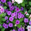 Catharanthus roseus 'SunStorm® Purple Improved'
