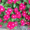 Catharanthus roseus 'SunStorm® Red Halo'