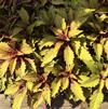 Coleus scutellarioides 'Flame Thrower Spiced Curry'