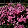 Pelargonium interspecific 'Caliente Pink'