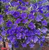 Petunia multiflora 'Prostrate Surprise Blue Sky'