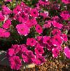 Petunia multiflora 'Prostrate Surprise Pink Touch'