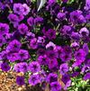 Petunia multiflora 'Prostrate Surprise Purple Sky'