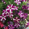 Petunia grandiflora 'Bus Purple Star'