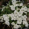 Petunia multiflora 'Damask® White'