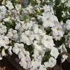 Petunia grandiflora 'Exp. Grandi Synchro White'