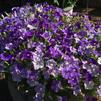 Petunia milliflora 'Picobella™ Cascade Sky Blue'
