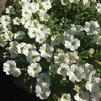 Petunia milliflora 'Picobella™ Cascade White'