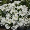 Petunia x hybrida 'Pretty Flora White Improved'