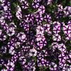 Petunia x hybrida 'Supertunia Violet Star Charm'