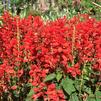 Salvia splendens 'Mojave Red Improved'