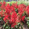 Salvia splendens 'Sentry Red'