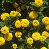 Tagetes erecta 'Taishan Yellow Improved'