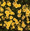 Argyranthemum 'Beauty Yellow'