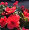 Begonia 'Solenia Red Improved'