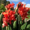 Canna 'Toucan Red Shades'