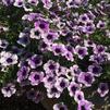 Petunia 'Sweetunia Purple Spotlight'