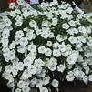 Petunia 'Sanguna® White'