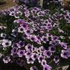 Petunia 'Sweetunia Purple Spotlight 2'