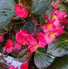 Begonia 'Whopper 'Rose Bronze Leaf''