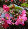 Begonia 'Megawatt Rose Bronze Leaf (PA)'