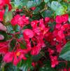 Begonia 'Whopper 'Red Green Leaf' Ipd'